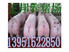 娱乐吃瓜猪衢州,吃瓜群众聚焦猪界风云